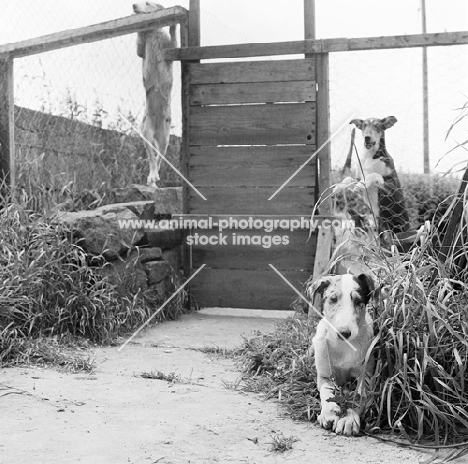 smooth collies, two in a run