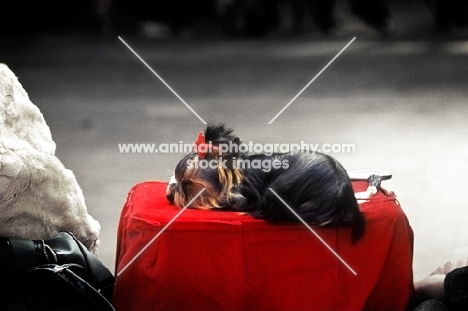 crufts 1982, yorkshire terrier resting on its show box