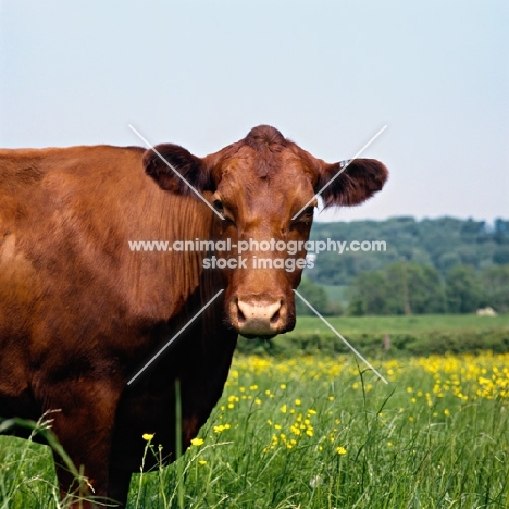 red poll cows at bosley court