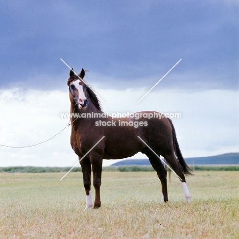 confident looking arab stallion