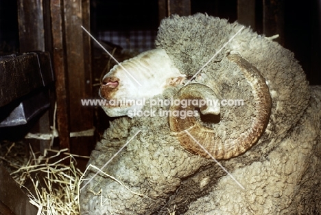 portrait of merino ram