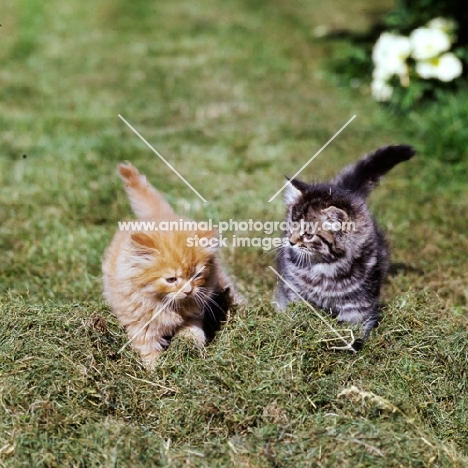 red tabby and brown tabby long hair kittens