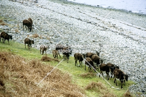 soay sheep on the beach at holy island, scotland