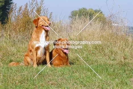 male and female nova scotia duck tolling retriever