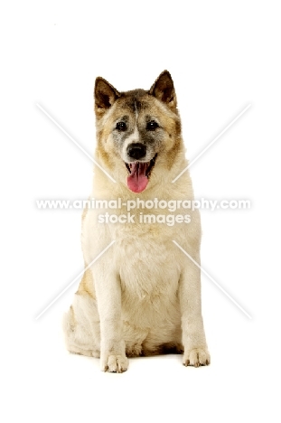 Large Akita dog lying isolated on a white background
