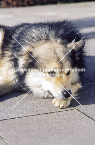 Champion Iceland dog lying down