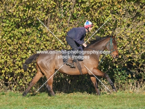 Thoroughbred being ridden