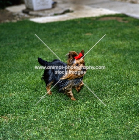 yorkshire terrier in wind