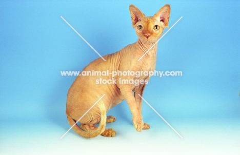 red Sphynx sitting on blue background