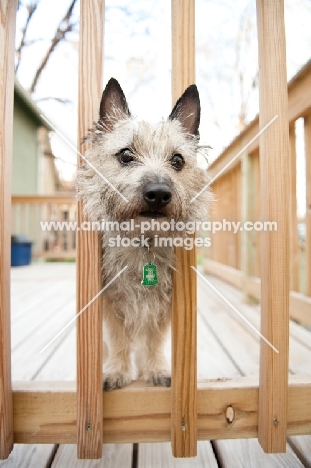 wheaten Cairn terrier with head through rungs of deck railing.