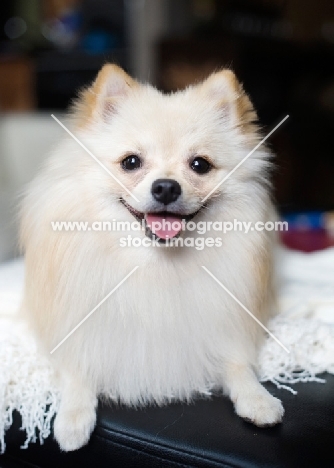 Cream Pomeranian on ottoman, smiling at camera.