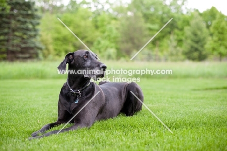 Black Great Dane lying in green yard.