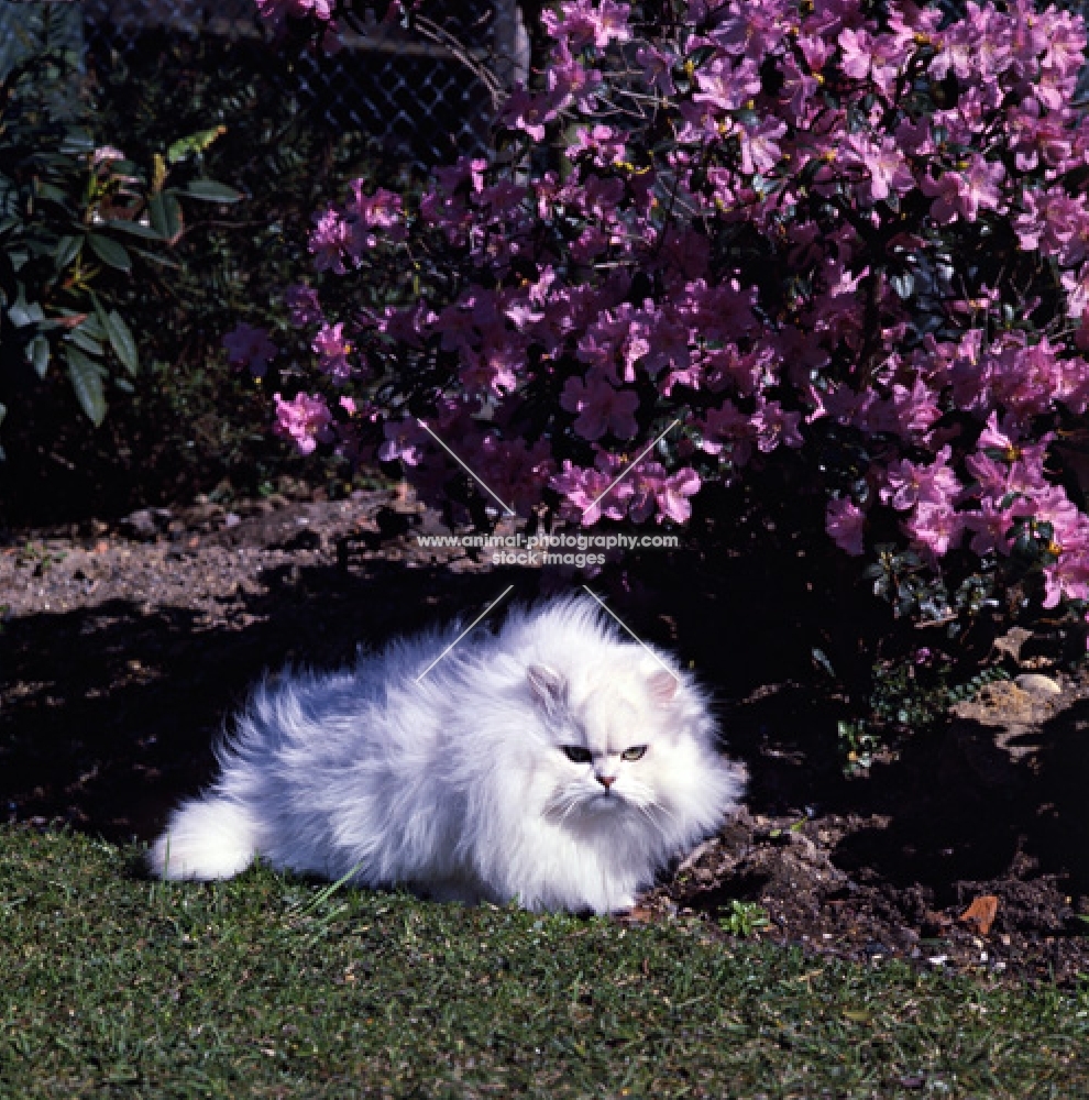 ch bonavia bella maria, chinchilla cat in the garden