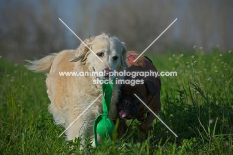 Golden Retriever and boxer playing in the tall grass