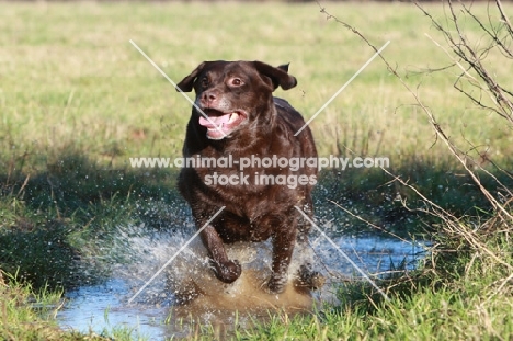 Chocolate Labrador Retriever running through water