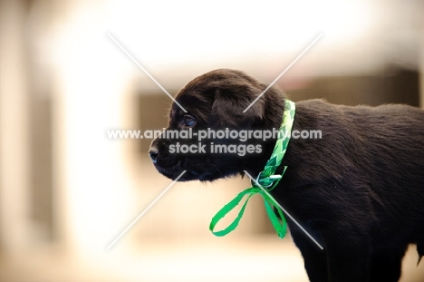 Labrador Retriever puppy profile