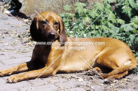 Tyrolean Hound (aka Tiroler Bracke)