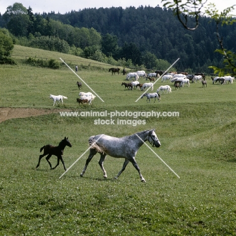 Lipizzaner mare and foal showing their beautiful trotting action at piber