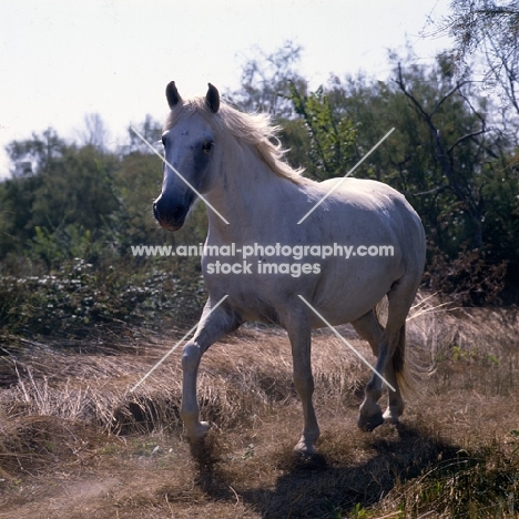 Camargue mare trotting down a path in Camargue