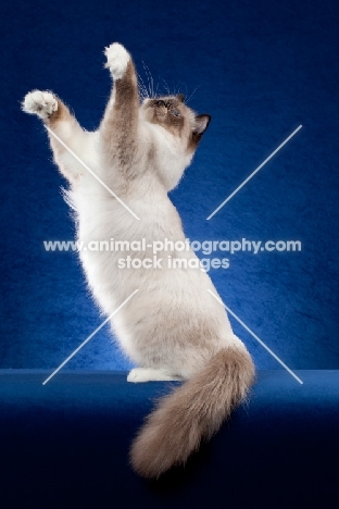 Ragdoll cat in studio on blue background