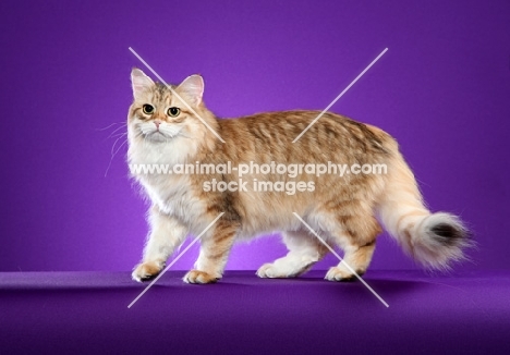 Siberian cat standing on purple background