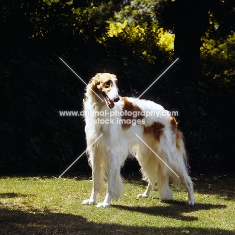 champion borzoi standing on grass