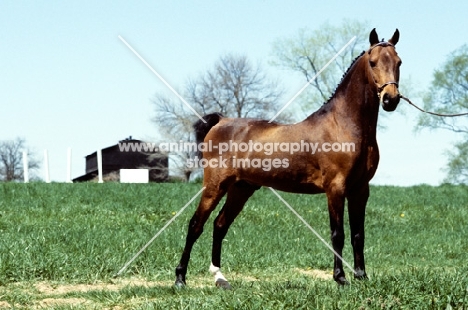 Hackney Pony stallion in USA