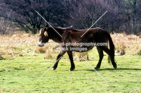 exmoor pony walking on exmoor