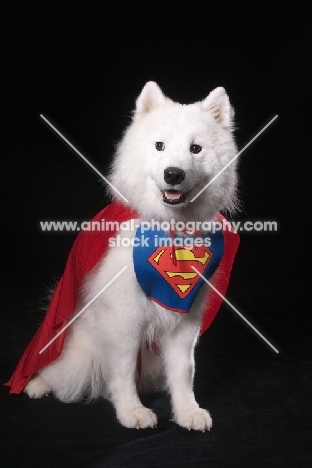 Samoyed dressed up as super hero