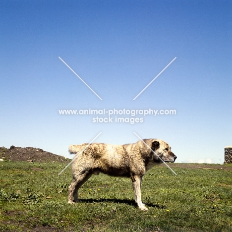 caucasian sheep dog, caucasian owtscharka, cropped ears, docked tail, in caucasus mountains, 