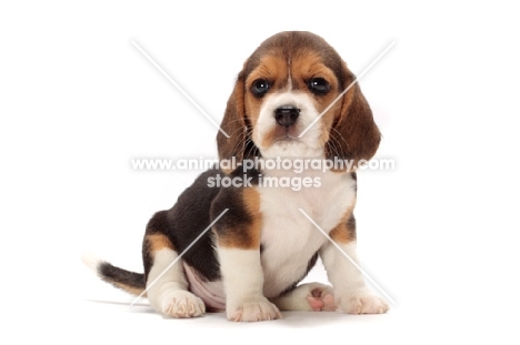 Beagle puppy sitting down on white background