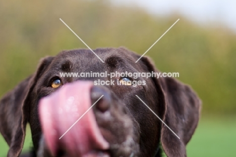 Labrador licking lips