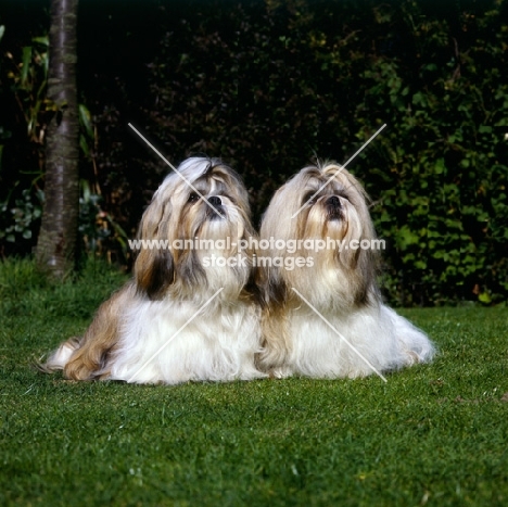 two shih tzus sitting together