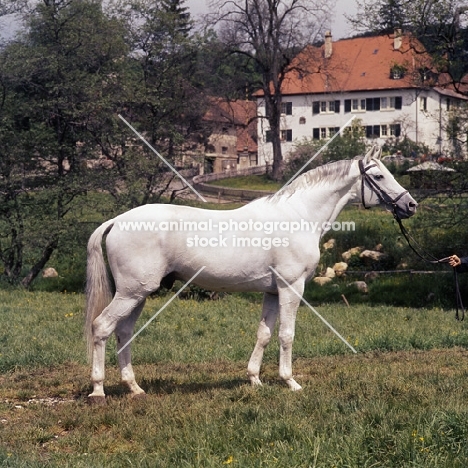 pregel, trakehner stallion at marbach stud 
