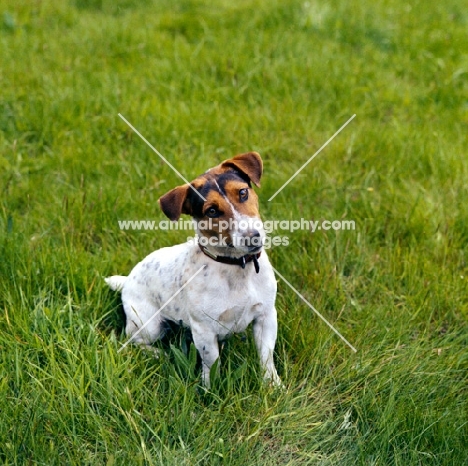jack russell terrier sitting in grass