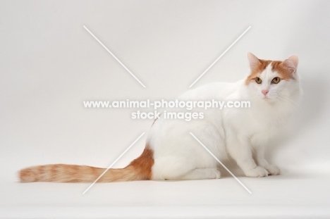 Turkish Van cat on white background, Red Classic Tabby & White colour