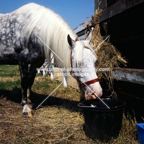welsh mountain pony drinking from a bucket