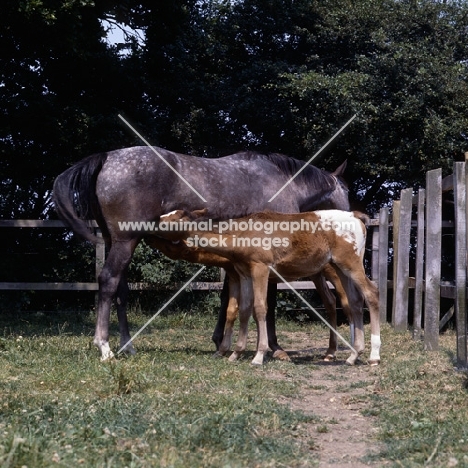 Appaloosa mare with two foals suckling