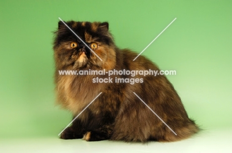 tortoiseshell persian cat sitting down