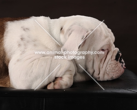 Bulldog in profile on black background