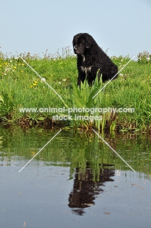 Wetterhound near water