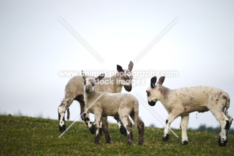 Bluefaced Leicester lambs