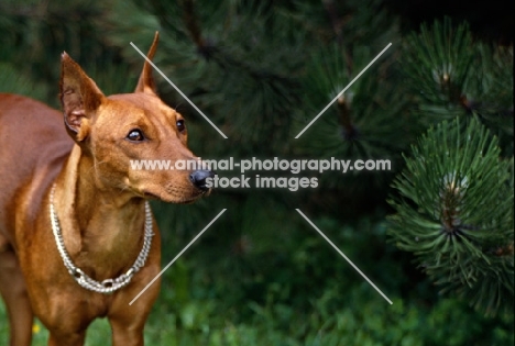 adzi z keltske hory cs, pinscher with cropped ears portrait, near pine tree