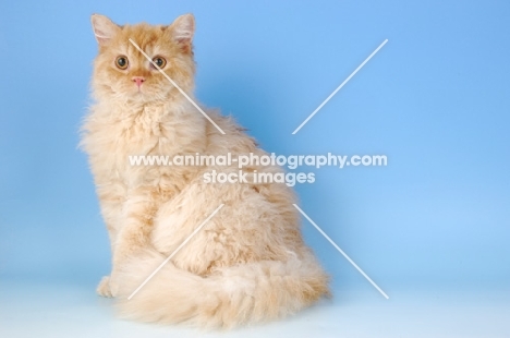 red smoke longhair selkirk rex sitting