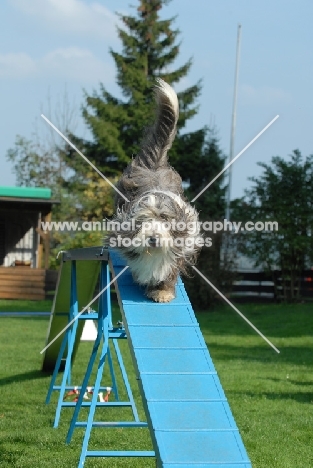 Bearded Collie walking at trial course
