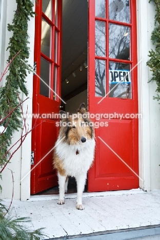 Collie in doorway