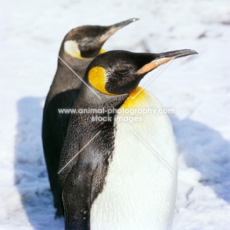 two king penguins in snow
