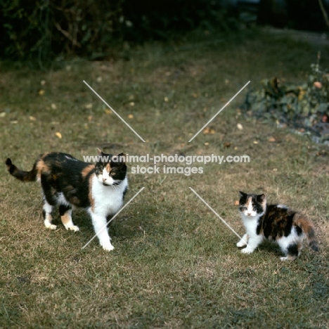 tortoiseshell and white short haired cat and kitten from pathfinders