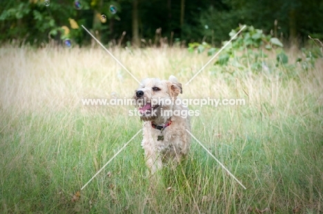Wheaten Terrier playing in long grass