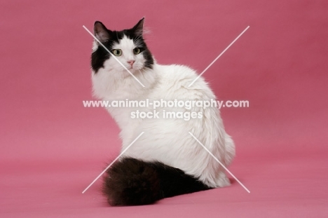 female Ragamuffin, sitting down on pink background